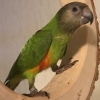 Kleine papegaai